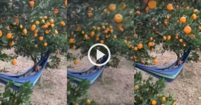 Video: Cún cưng vừa trông vườn quất vừa nằm võng hưởng thụ gió mát