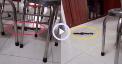 Video: Đàn chuột ngang nhiên chơi ‘rồng rắn lên mây’ trong nhà