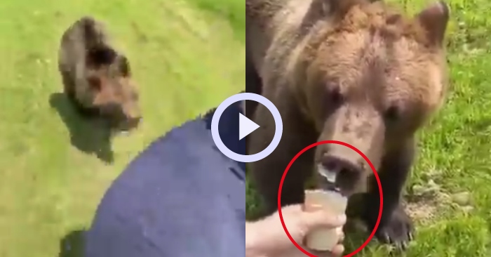 Video: Chú gấu nâu truy đuổi người đàn ông để đòi ăn kem