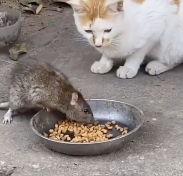 mèo và chuột 3