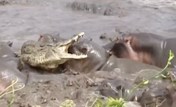 Cá sấu bị lao đao khi lạc giữa đàn hà mã hung hãn 1
