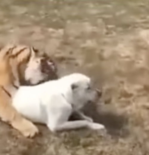 hổ massage cho chó nhà