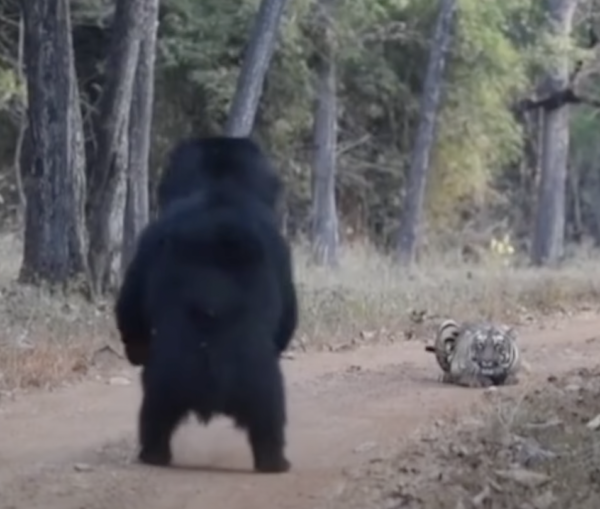 Gấu lợn đụng độ hổ dữ giữa đường