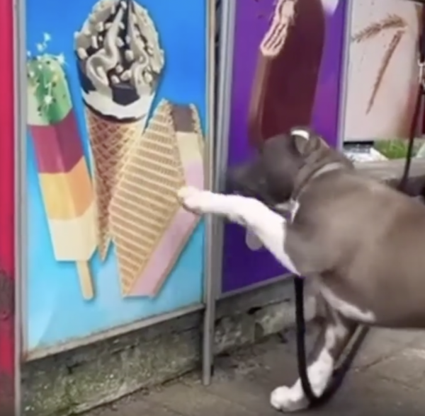 chú chó ăn bánh kem 2