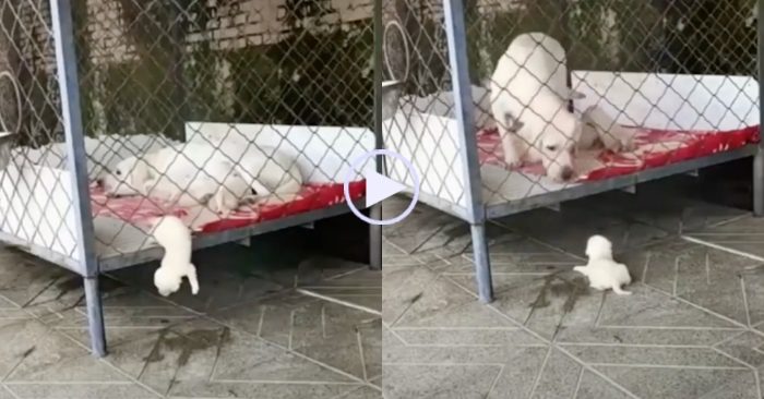 Video: Chó mẹ kêu đồng loại đến giúp khi con nhỏ bị ngã xuống đất