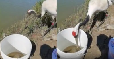 Video: Sếu đầu đỏ táo bạo đánh cắp cá của cần thủ